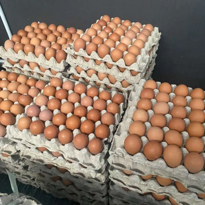 Telur Ayam Negeri